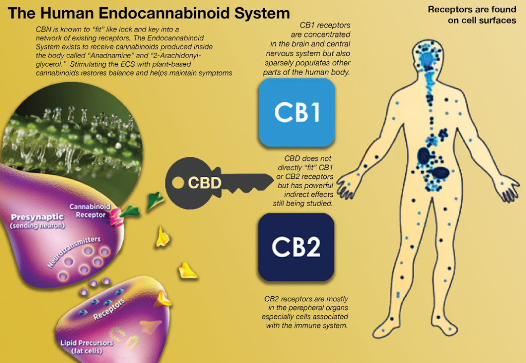 CBD and the Human Endocannabinoid System